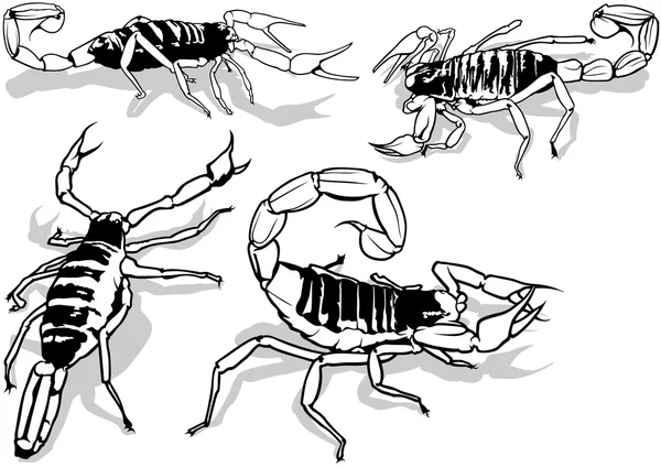 Scorpione peloso del deserto — Vettoriale Stock