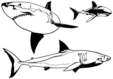 Büyük beyaz köpekbalığı Set