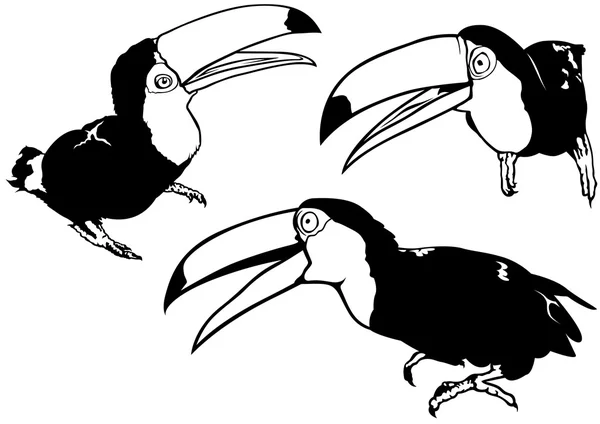 Ensemble Toucan — Image vectorielle