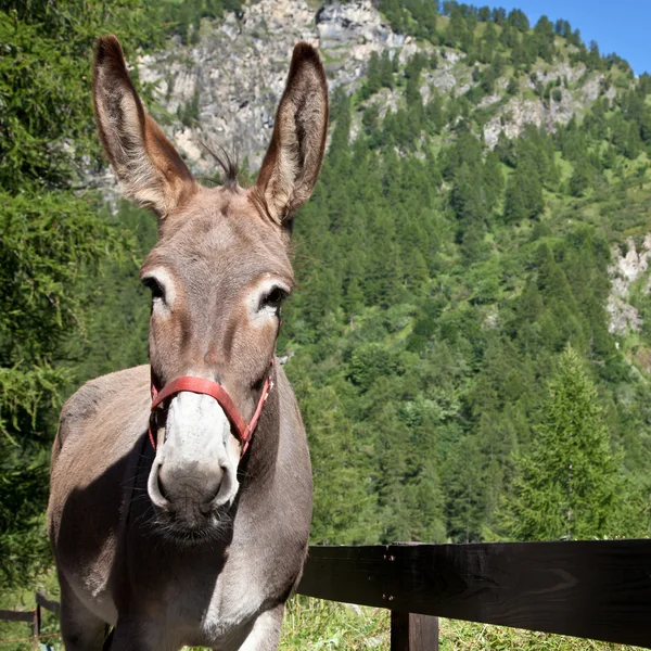 Asino da vicino — Foto Stock