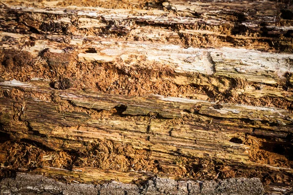 Old bark detail — Stock Photo, Image