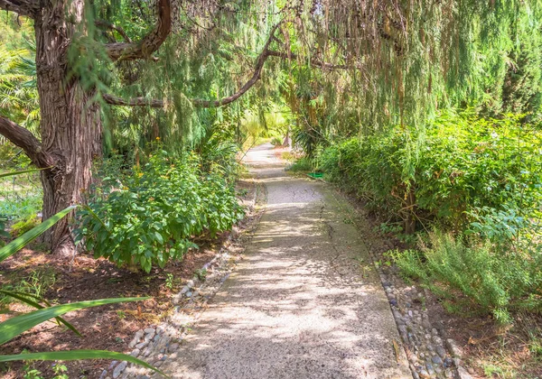 Caminho Relaxante Tranquilo Jardim Botânico Durante Temporada Verão — Fotografia de Stock