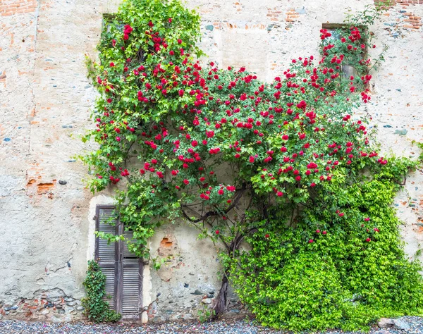 Romantische Antieke Rozen Tijdens Het Zomerseizoen Locatie Grungy Vintage Noord — Stockfoto