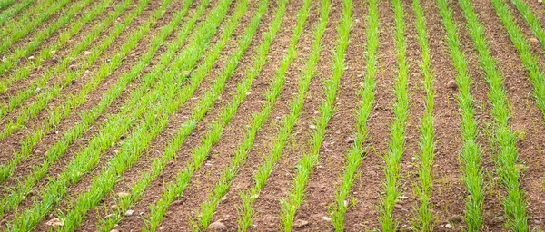 Antecedentes Ambientales Naturales Útiles Para Conceptos Relacionados Con País Agricultura — Foto de Stock