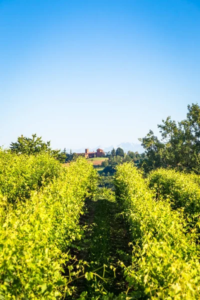 Wzgórza Piemont Włoszech Obszar Monferrato Malownicze Krajobrazy Sezonie Letnim Pola — Zdjęcie stockowe