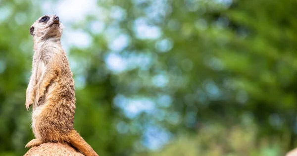 Die Erdmännchen Haltung Ist Das Beste Überwachungssystem Kontrolliert Das Gebiet — Stockfoto