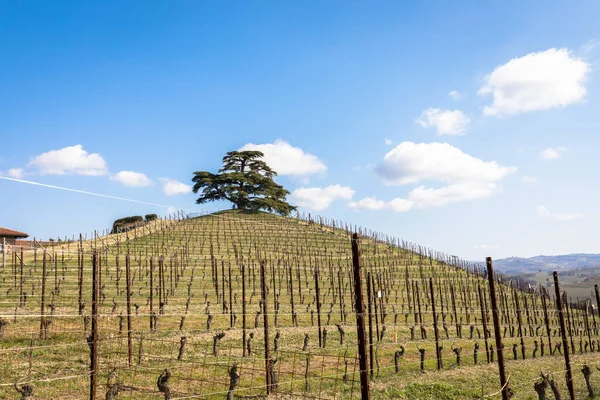 Het Platteland Van Barolo Barbaresco Piemonte Italië Wijngaard Met Druiventeelt — Stockfoto