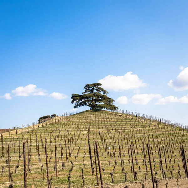 Krajina Barolo Barbaresco Regionu Piemont Itálie Vinice Vinicemi Pro Červené — Stock fotografie