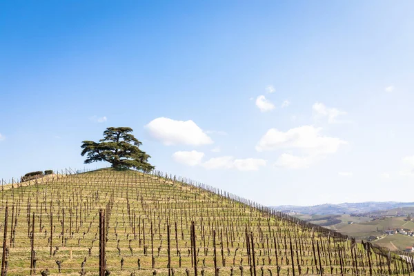 Campagne Barolo Barbaresco Dans Région Piémont Italie Vignoble Avec Culture — Photo