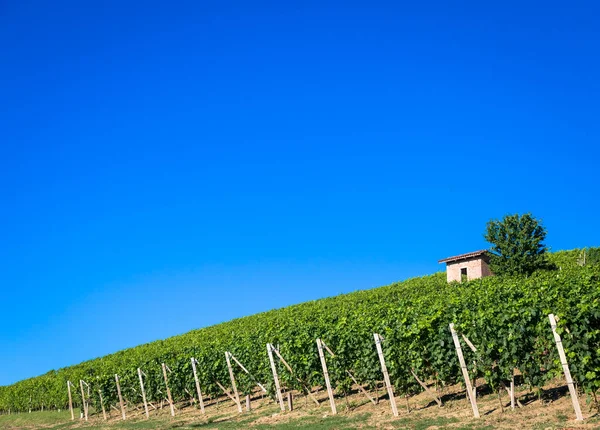 Piemonte Kullar Italien Monferrato Området Naturskönt Landskap Sommarsäsongen Med Vinfält — Stockfoto