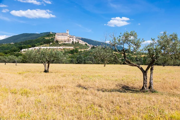 意大利Umbria地区Assisi村的橄榄树 该城以意大利圣弗朗西斯科大教堂 Basilica San Francesco 而闻名 — 图库照片
