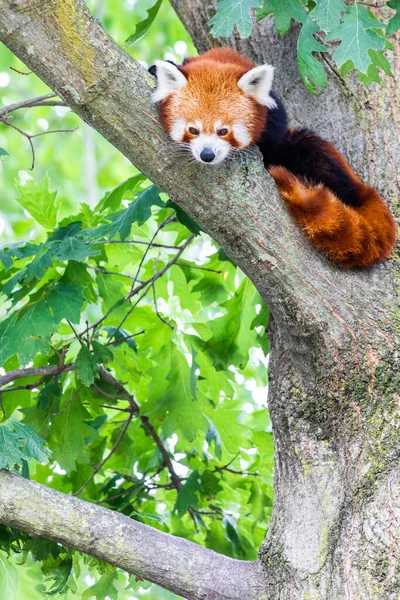 Red panda - Ailurus Fulgens - portresi. Ağaçta dinlenen sevimli hayvan tembelliği, çevre kavramları için yararlı..