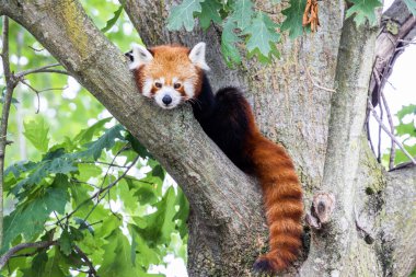 Red panda - Ailurus Fulgens - portresi. Ağaçta dinlenen sevimli hayvan tembelliği, çevre kavramları için yararlı..