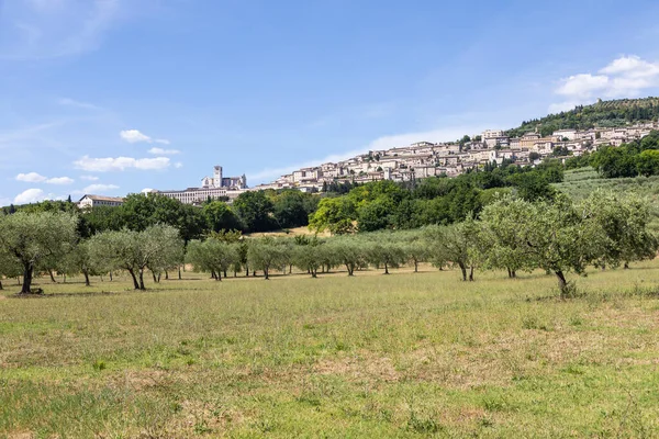 Olivovníky Vesnici Assisi Oblasti Umbrie Itálie Město Známé Pro Nejvýznamnější — Stock fotografie