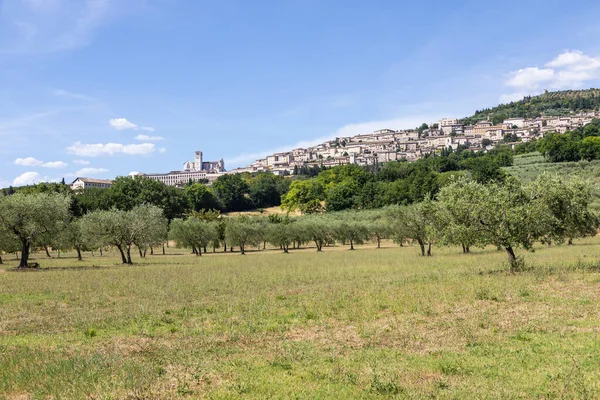 Olijfbomen Assisi Dorp Umbrië Italië Stad Beroemd Belangrijkste Italiaanse Sint — Stockfoto