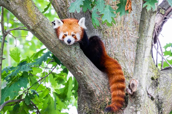Rode Panda Ailurus Fulgens Portret Schattig Dier Dat Lui Een — Stockfoto