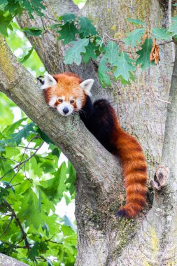 Red panda - Ailurus Fulgens - portresi. Ağaçta dinlenen sevimli hayvan tembelliği, çevre kavramları için yararlı..