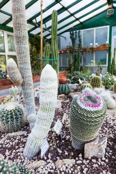 Cactus greenhouse — Stock Photo, Image