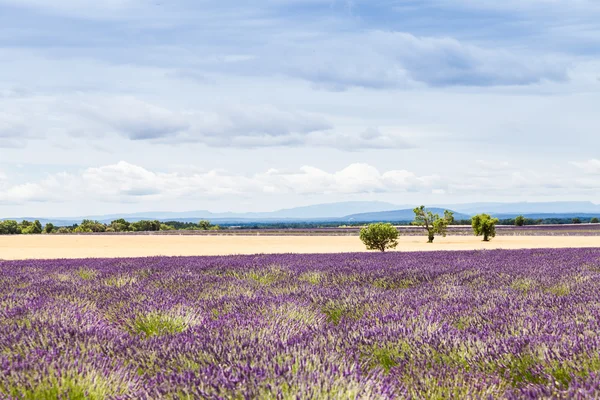 Lavander pole — Stock fotografie