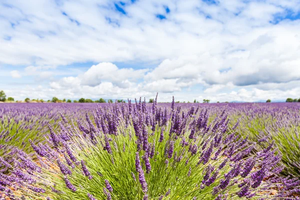 Lavander pole — Stock fotografie