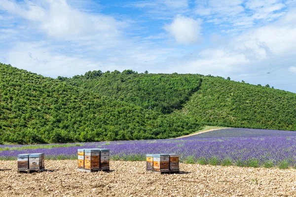 Colmena cerca del campo de lavanda — Foto de Stock