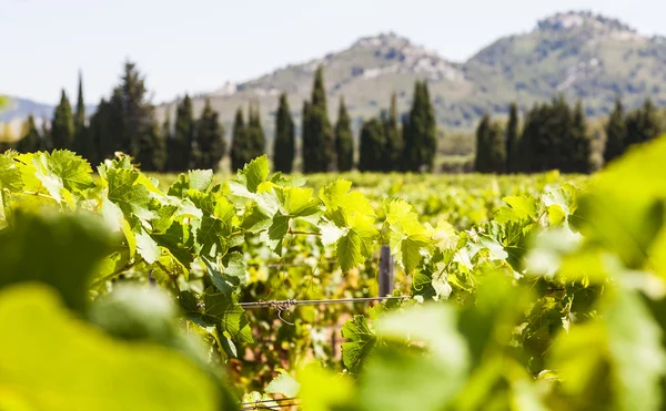 Provence bağ — Stok fotoğraf