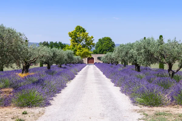 Lavendelgarten — Stockfoto