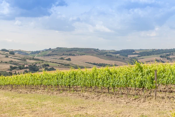 Toskansk vingård — Stockfoto