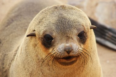 Brown kürk mühür (Arctocephalus pusillus)