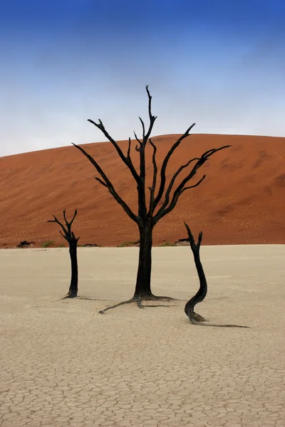 Árvores mortas em Deadvlei, deserto da Namíbia — Fotografia de Stock