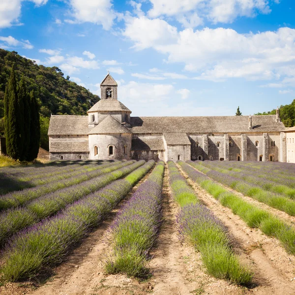 Lavendel veld — Stockfoto