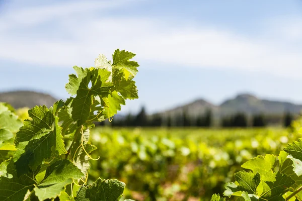 Provence vineyard — Stock Fotó