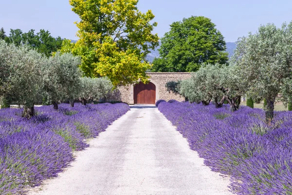 Jardín de lavanda —  Fotos de Stock