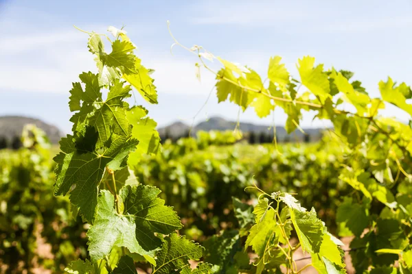 Provenzalischer Weinberg — Stockfoto