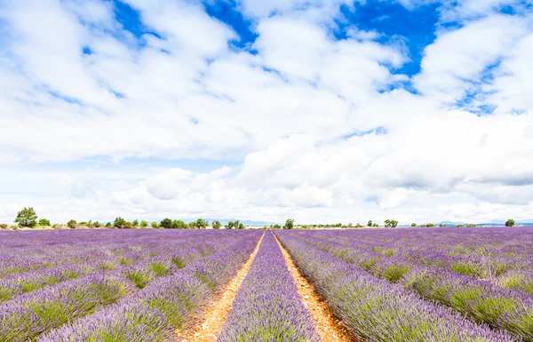 Lavendel veld — Stockfoto