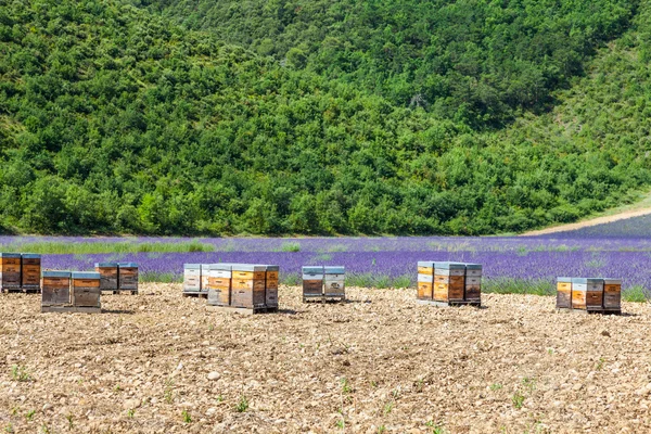 Alveare vicino al campo di lavanda — Foto Stock