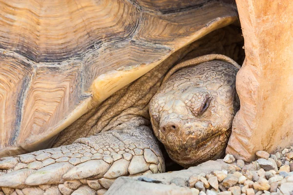 Tartaruga africana speronato — Foto Stock