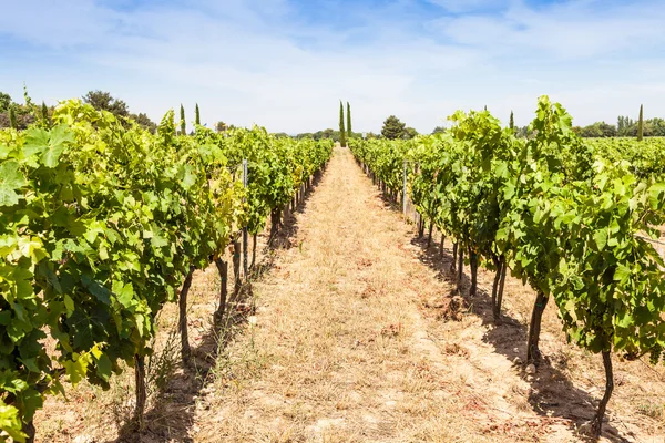Provence vinice — Stock fotografie
