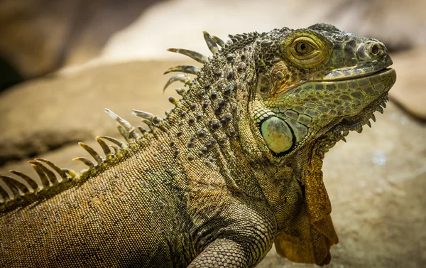 Zielony iguana — Zdjęcie stockowe