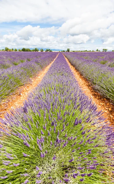 Lavander pole — Stock fotografie