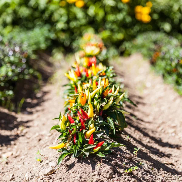 Hot peppers plant — Stock Photo, Image