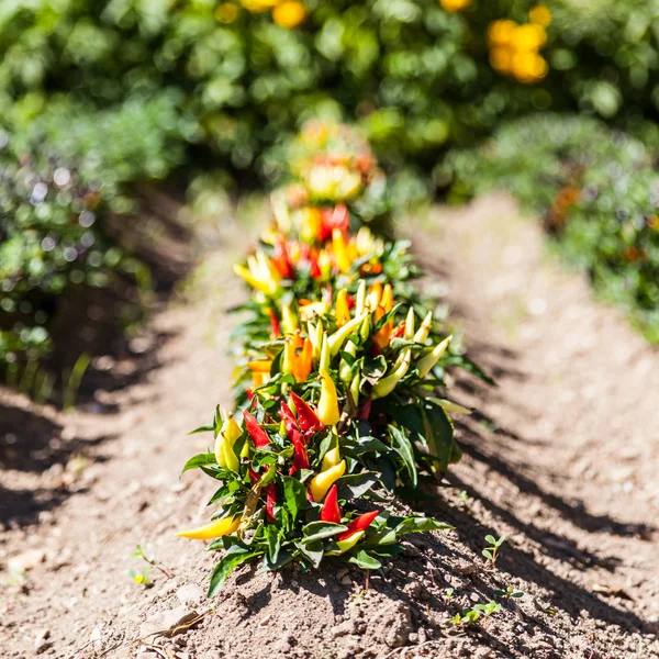 Pimentos quentes planta — Fotografia de Stock