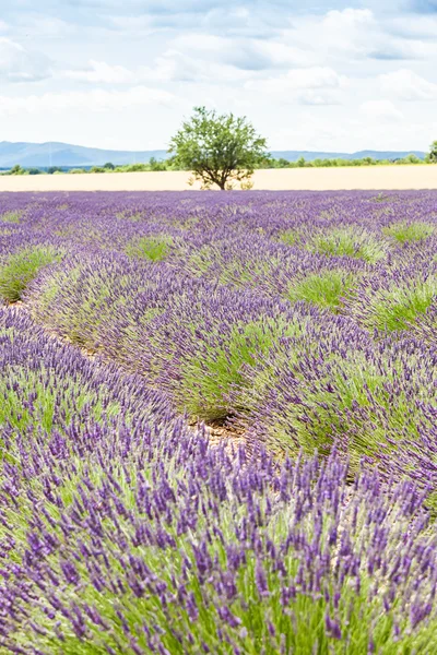 Lavander pole — Stock fotografie