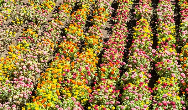 Tagetes jardim na estação de primavera — Fotografia de Stock