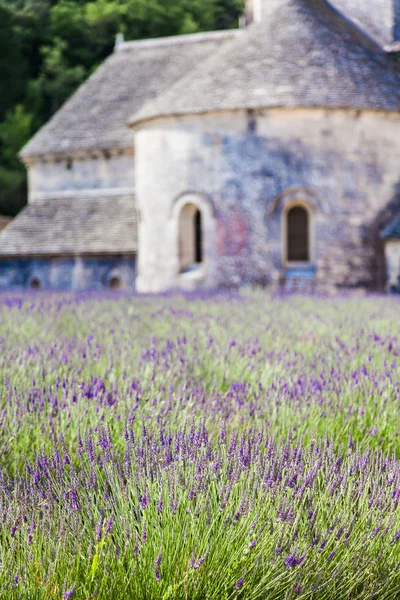 Champ de lavande — Photo