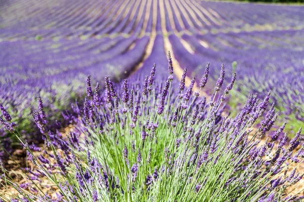 Campo di lavanda — Foto Stock