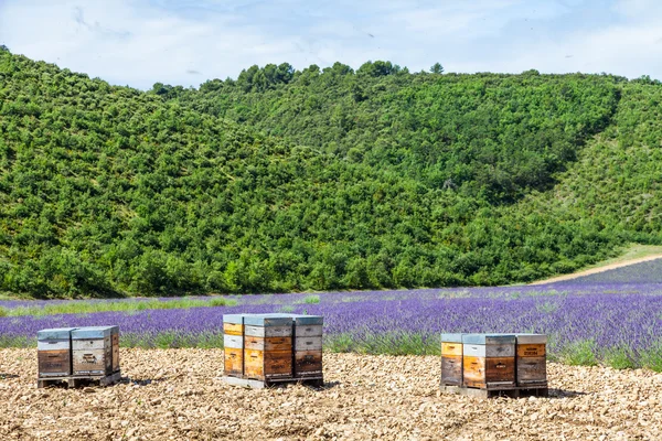 Colmeia perto do campo de lavander — Fotografia de Stock