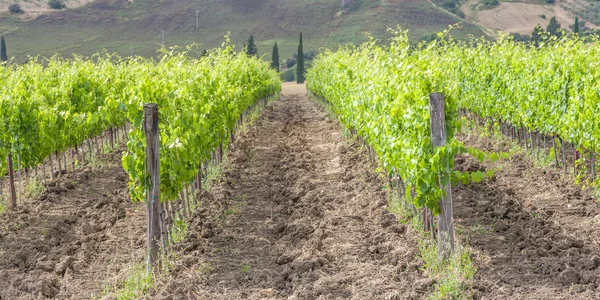 Vigneto toscano — Foto Stock