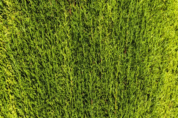 背景の緑の生垣 — ストック写真