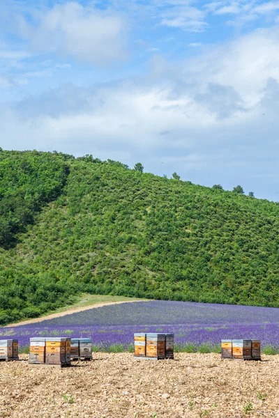 Bijenkorf dicht bij Lavendel veld — Stockfoto